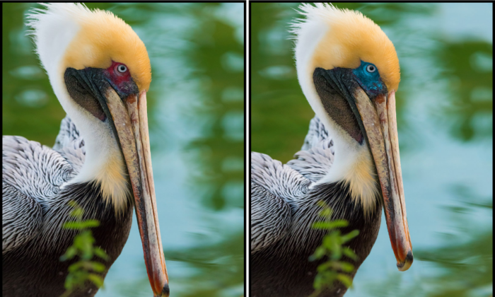 Spot the Difference Daily – Can You Find the 10 Differences?