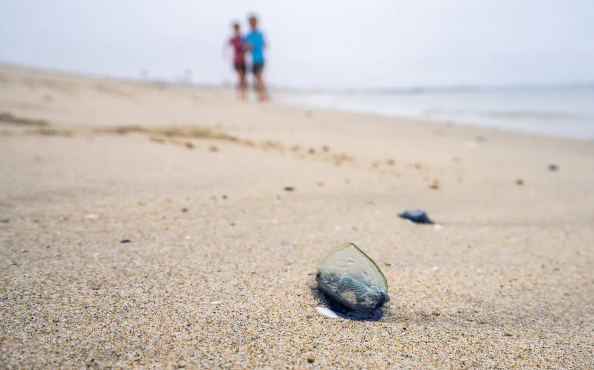 Large numbers of Velella Velella washed up in Newport Beach, Calif., on April 10, 2023. (John Fredricks/The Epoch Times)