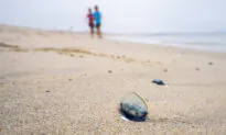 Strange Jellyfish Creatures Wash Ashore in Southern California