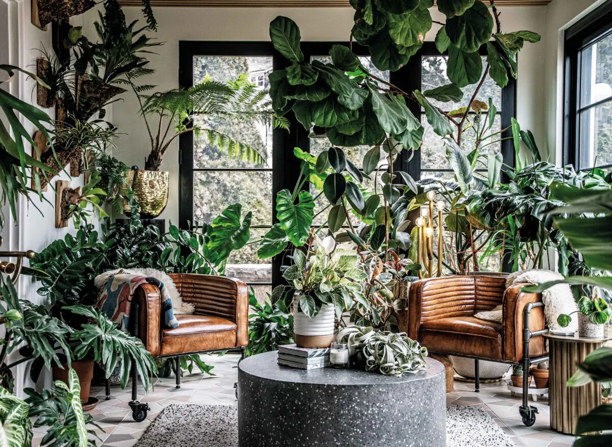 The sunroom is Carter’s favorite room in his Baltimore home, for having the most natural light—and thus the most plants. Frank the fiddle-leaf fig, his first houseplant, stands tall right of center. (Hilton Carter © CICO Books 2023)