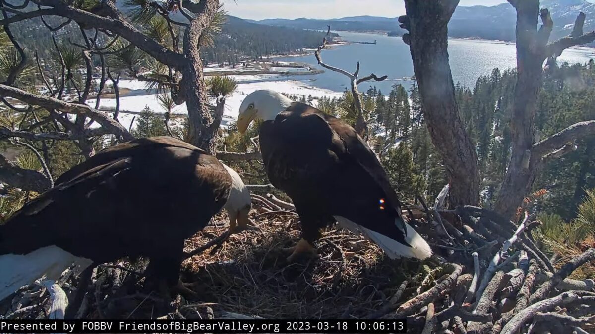 VIDEO: Hidden Camera Captures ‘Determined And Dedicated’ Bald Eagle ...