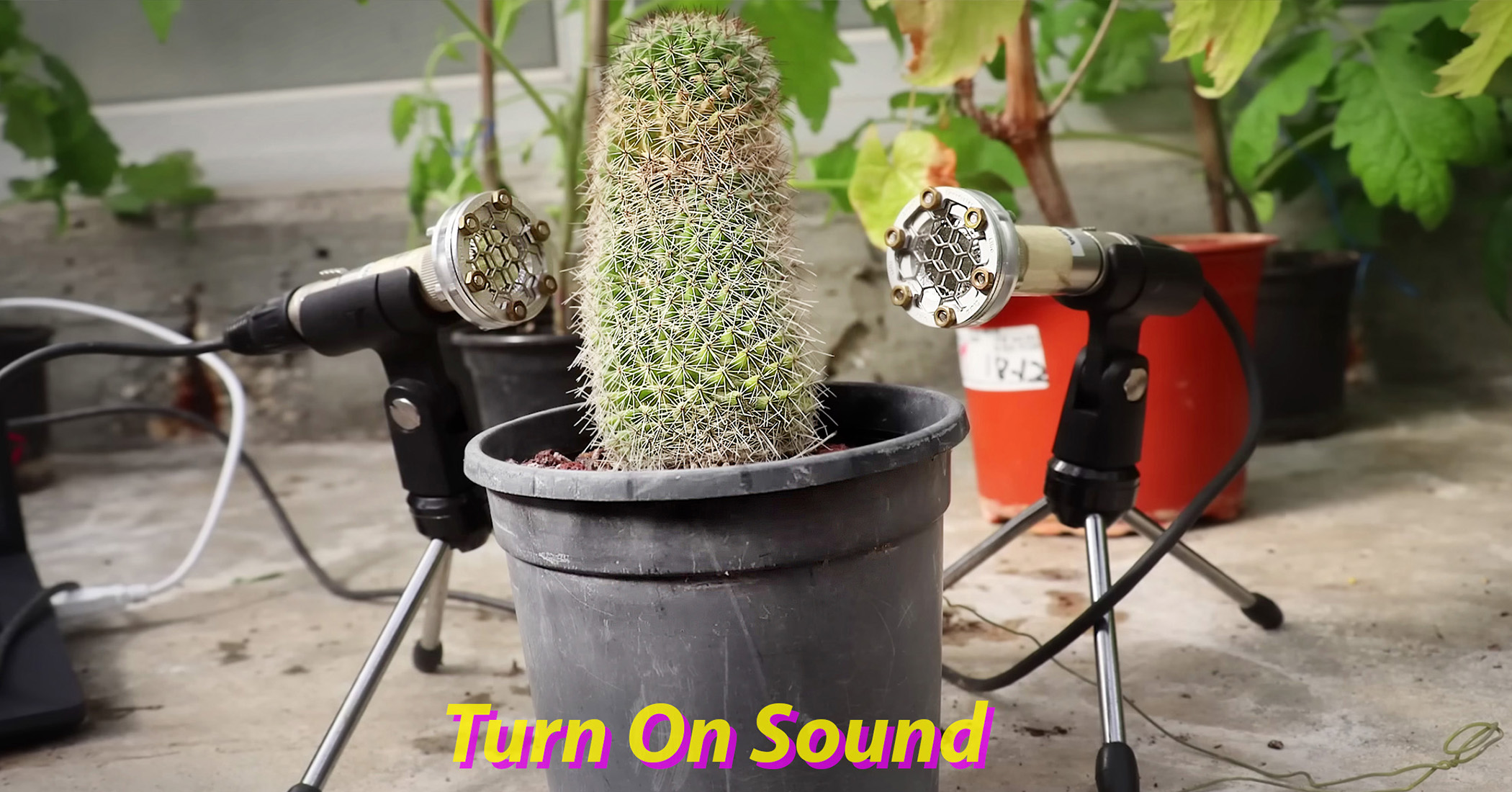 NextImg:'Singing' plants? Researchers discover plants make high-frequency noise—and it sounds like this