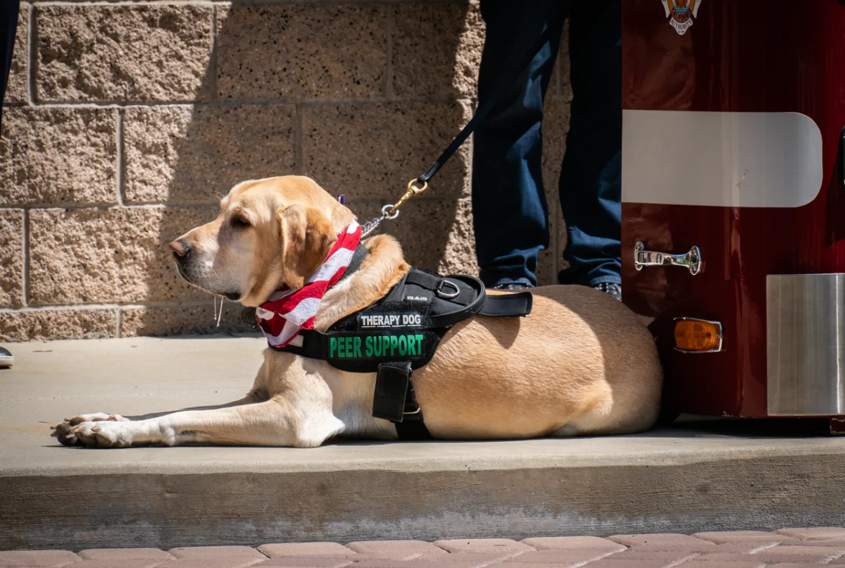 Orange County Fire Authority K-9 "Pax" is introduced as the agency's first Peer Support Dog in Irvine, Calif., on April 10, 2023. (John Fredricks/The Epoch Times)