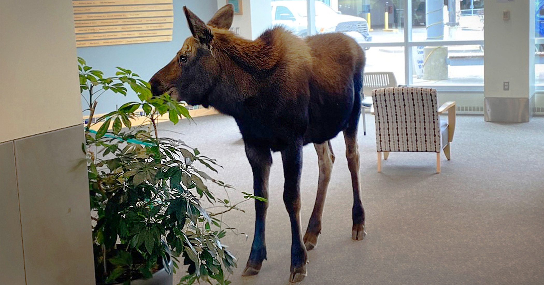 NextImg:Medical staff in Alaska shocked by moose feasting on lobby plants in hospital—and the photos go viral