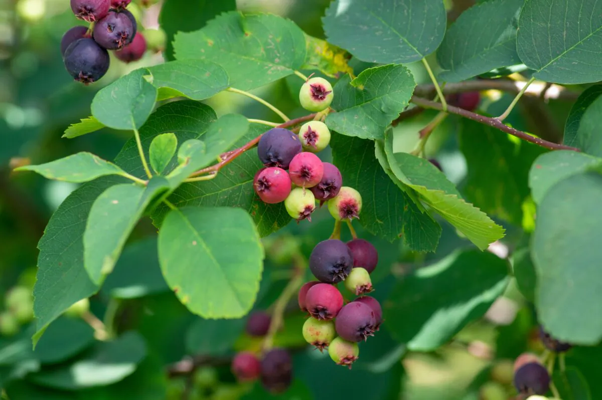 Serviceberries will grow well in soil that gets too wet and then dry, while providing you with food. (Iva Vagnerova/Shutterstock)