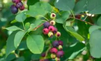 Trees for Wet-Then-Dry Soil