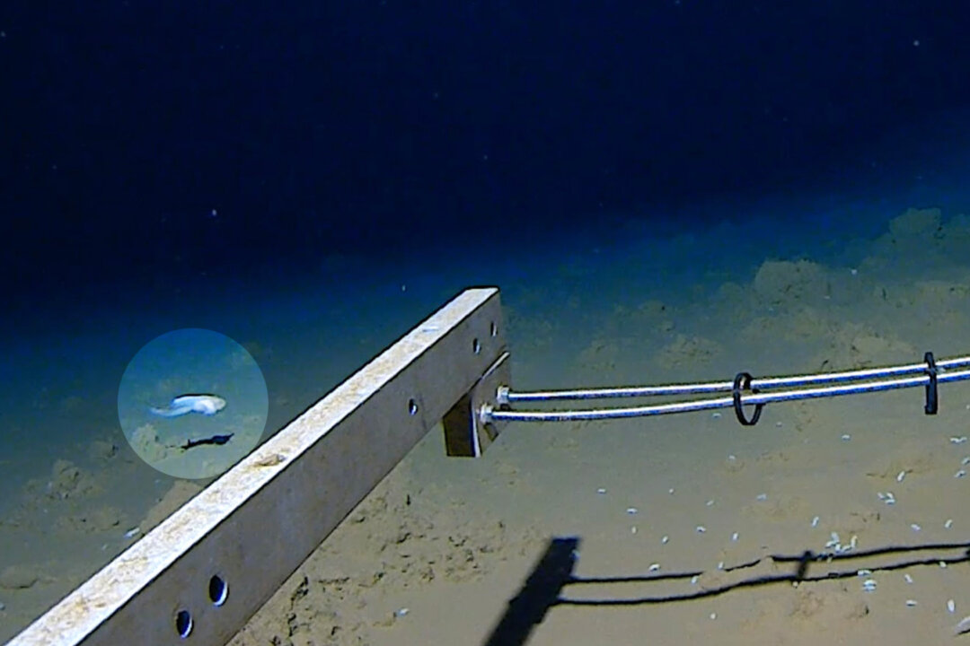 World’s Deepest Fish Discovered Over 27,000 Feet Below Sea Level, See ...
