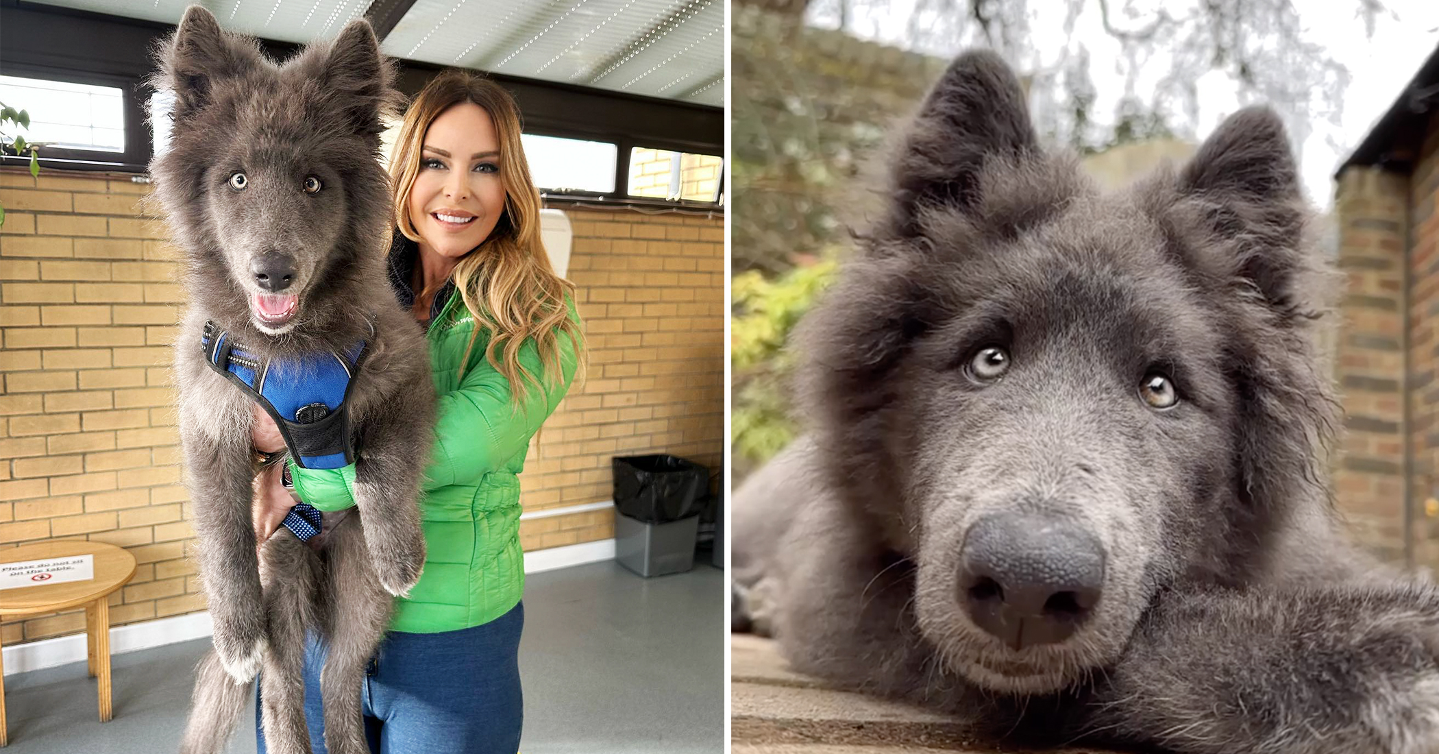 NextImg:This rare giant 'blue wolfdog' is goofy and fun—but can't be everyone's pet, here's why: VIDEO