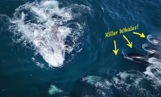 VIDEO: 30 Killer Whales Gang Up on 2 Adult Gray Whales in Grisly Hunt Lasting Nearly 6 Hours–Will They Survive?