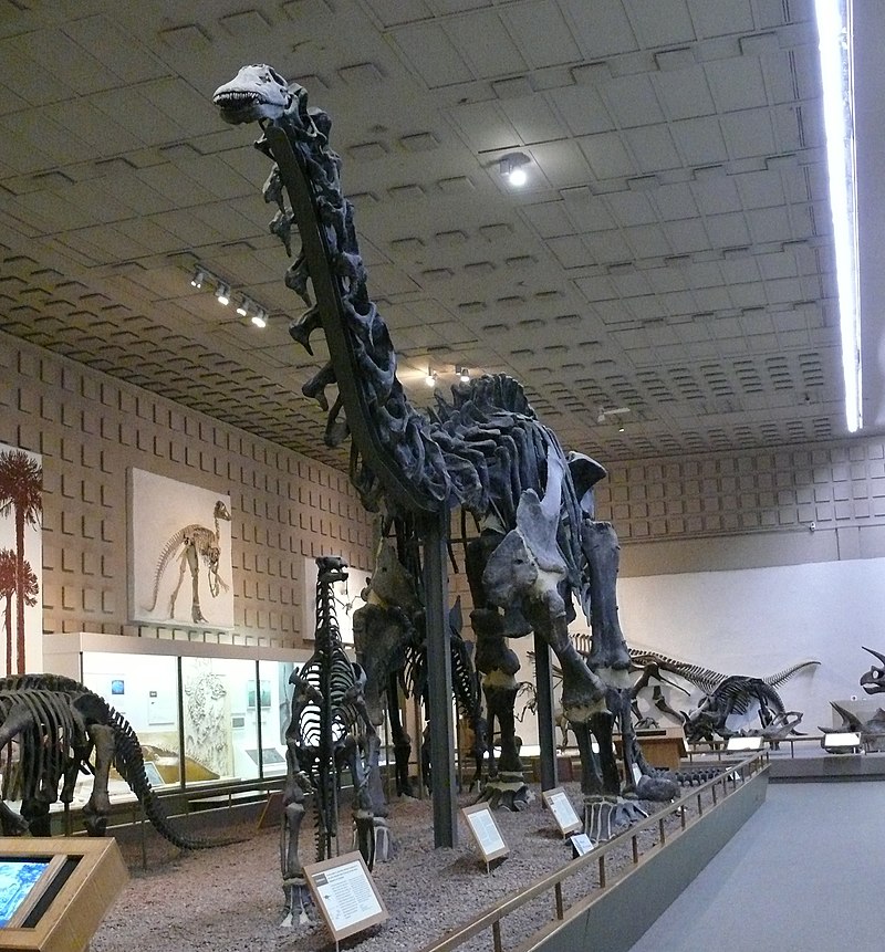 NextImg:Profiles in History: William Harlow Reed: Wyoming’s Fossil Hunter