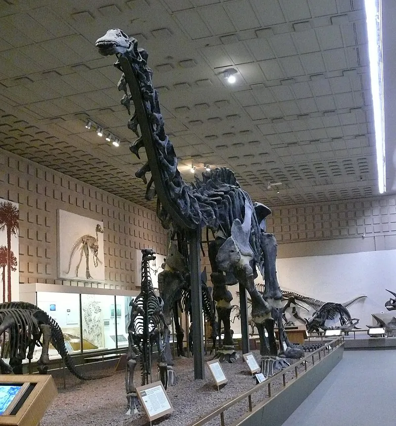 Yale museum specimen of Brontosaurus excelsus that was discovered by William Reed. (Ad Meskens/CC BY-SA 3.0)