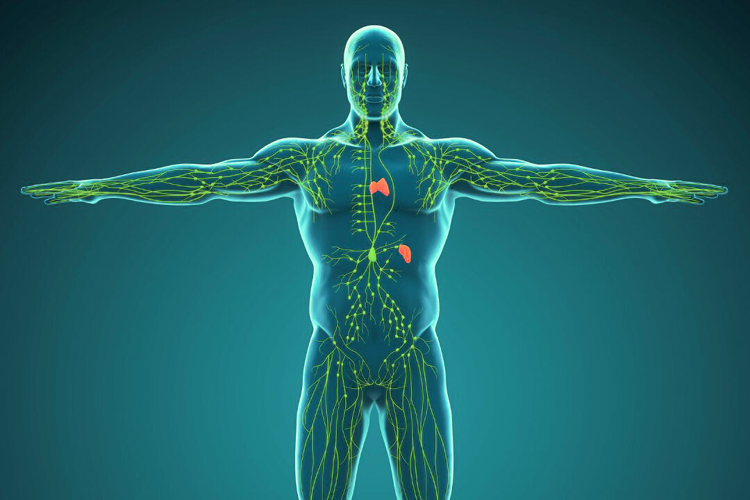 Divinely Designed Human Lymphatic System (Nerthuz/Shutterstock)