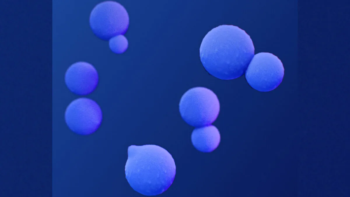 A medical illustration of Blastomyces, the fungus that causes blastomycosis. (Courtesy of CDC)