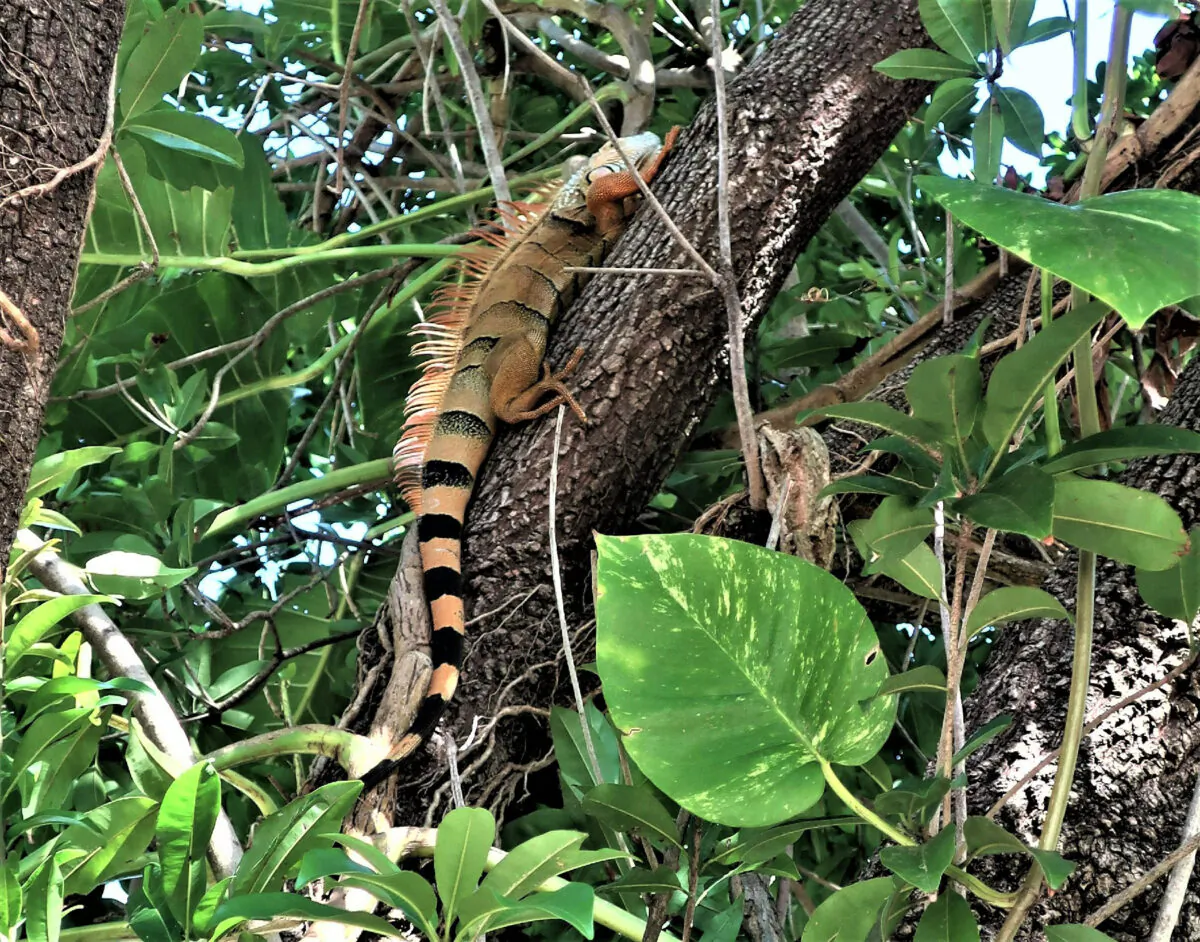 An iguana shows off for visitors at the Everglades Wonder Garden in Bonita Springs, Florida. (Photo courtesy of Victor Block)