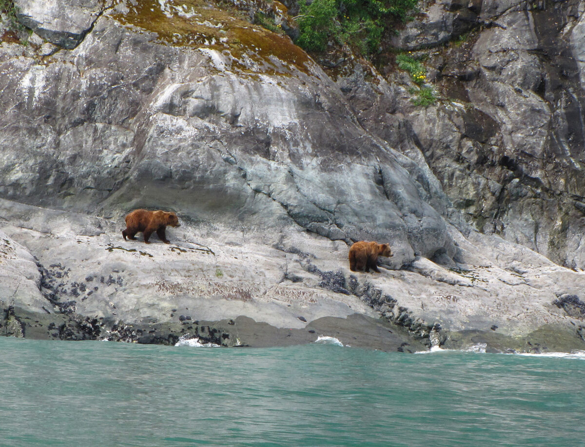 NextImg:It's Easy to See Wildlife When Visiting Alaska's Glacier Bay