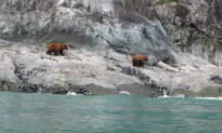 It’s Easy to See Wildlife When Visiting Alaska’s Glacier Bay