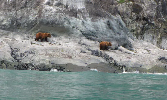 It’s Easy to See Wildlife When Visiting Alaska’s Glacier Bay