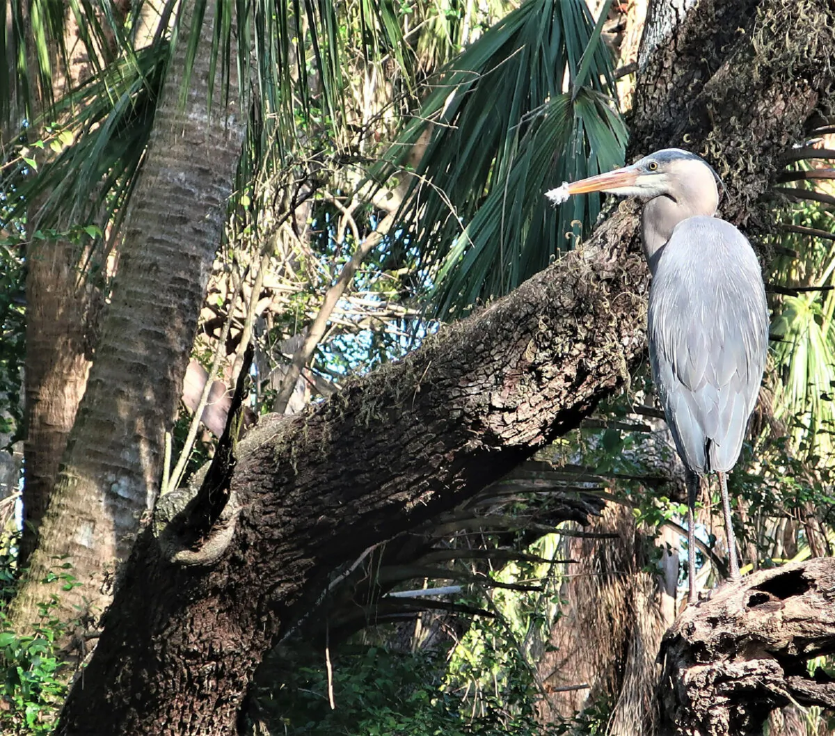 Close-up encounters with birds such as the great blue heron are possible in Florida parks and wildlife areas such as the Bird Rookery Swamp Trail and the Six Mile Cypress Slough Preserve. (Photo courtesy of Victor Block)