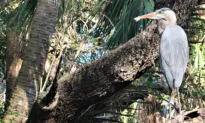 Museums, Swamps, and Native American History Await in Lee County, Florida