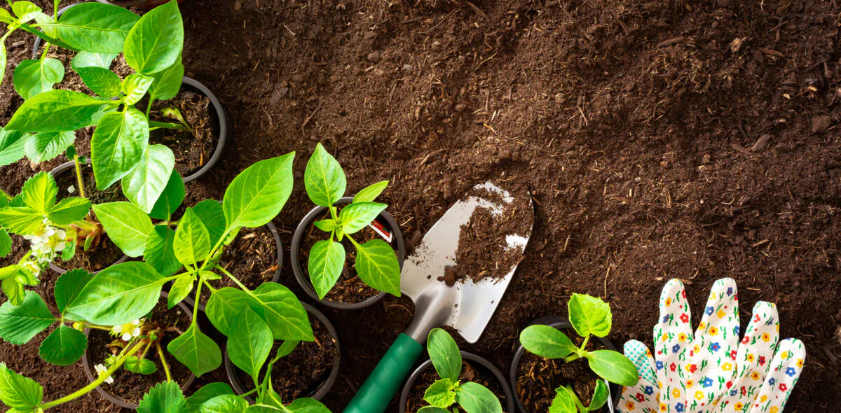 Researchers are looking at everything from plant breeding to tech to prime landscapes for ways to reduce future water usage. (Dreamstime/TNS)