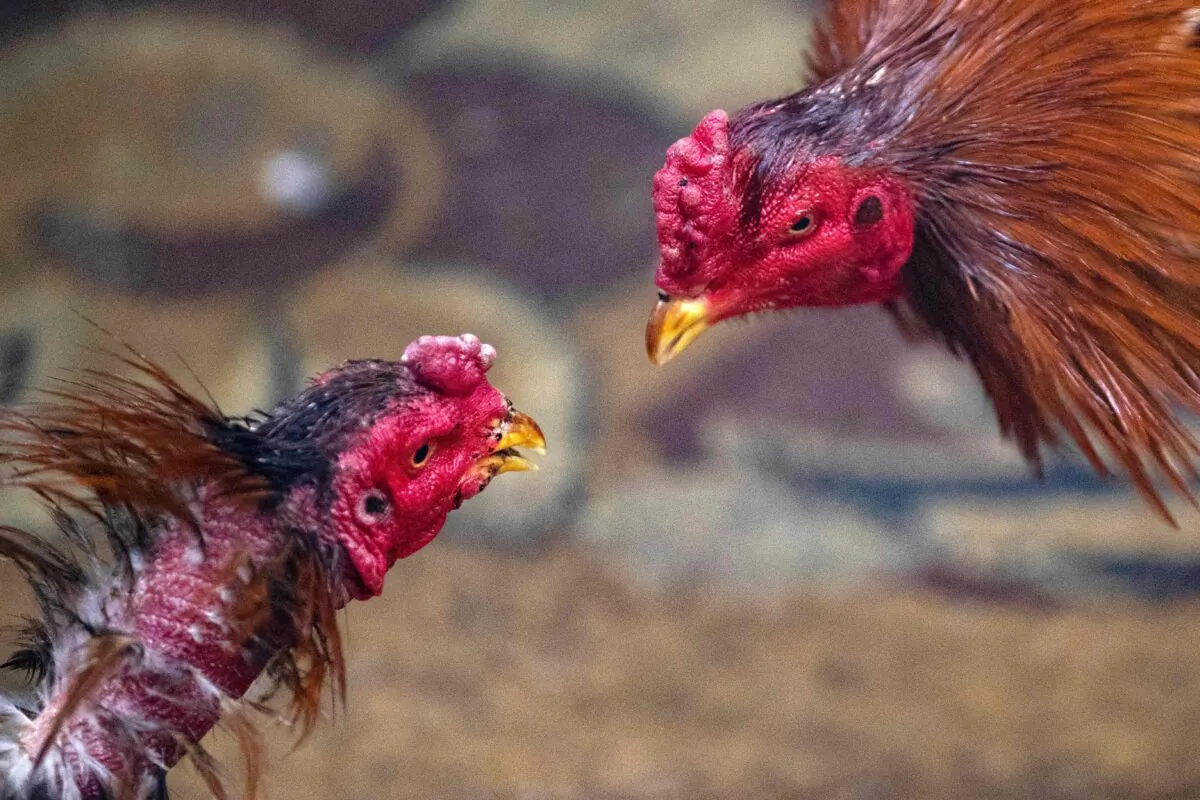 Roosters take part in a cockfight in a file photo. (Hussein Faleh/AFP via Getty Images)