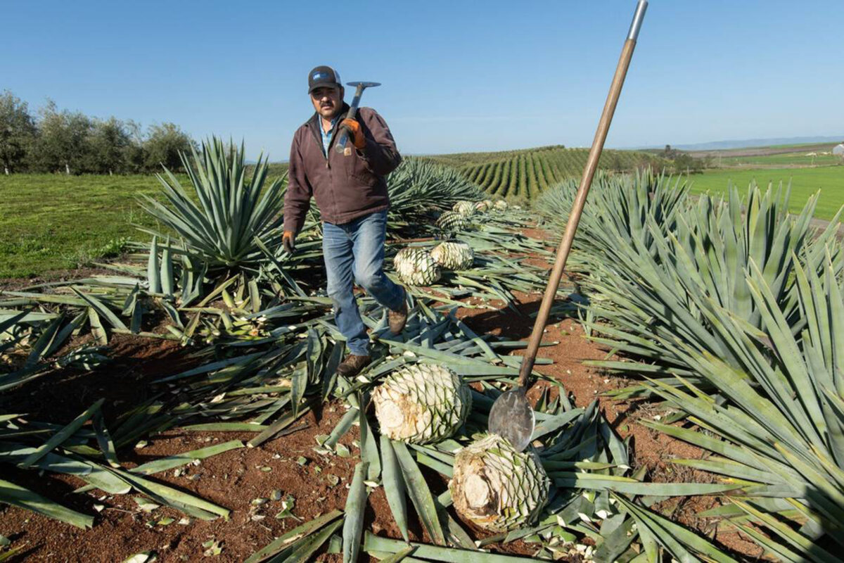 NextImg:California Has a New Take on Mezcal and Tequila. How Sacramento-Area Farmers Are Leading It