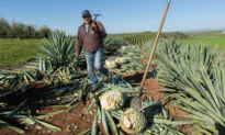 California Has a New Take on Mezcal and Tequila. How Sacramento-Area Farmers Are Leading It