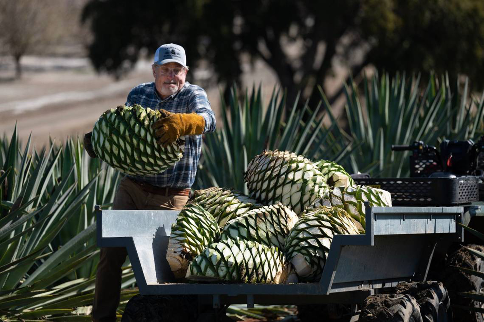 Craig Reynolds loads agave piña onto a trailer