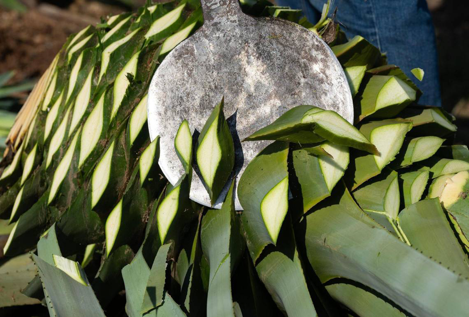 Antonio Chavez uses a coa to slice off the leaves of the agave "piña" bulb
