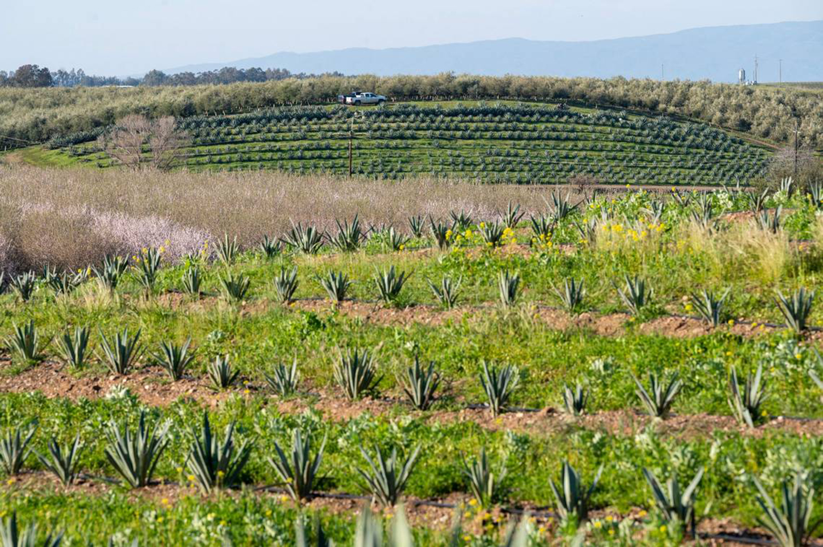 A field of agave grows