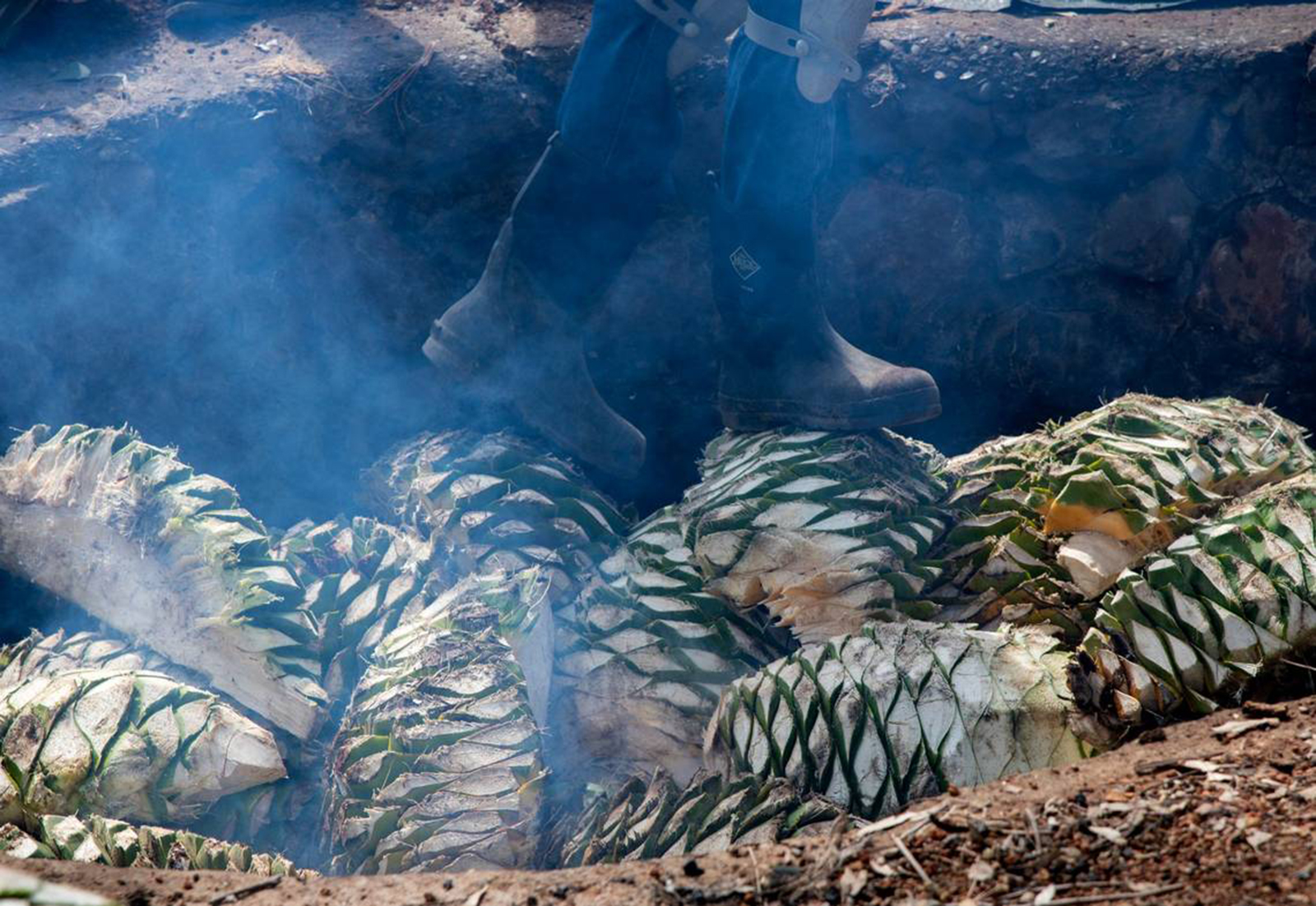 Agave bulbs are placed in a fire pit