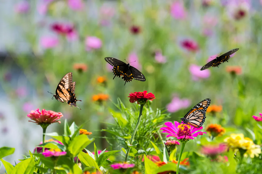 (Georgi Baird/Shutterstock)