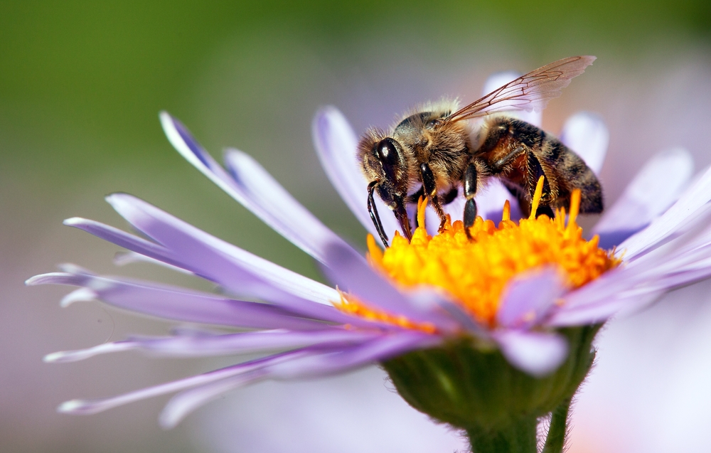 More Money in the Pot to Fight Bee-Killing Parasite