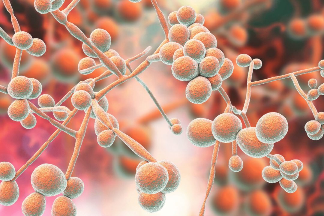 3D illustration of fungi Candida, the causative agent of candidiasis, thrush, systemic invasive infections
