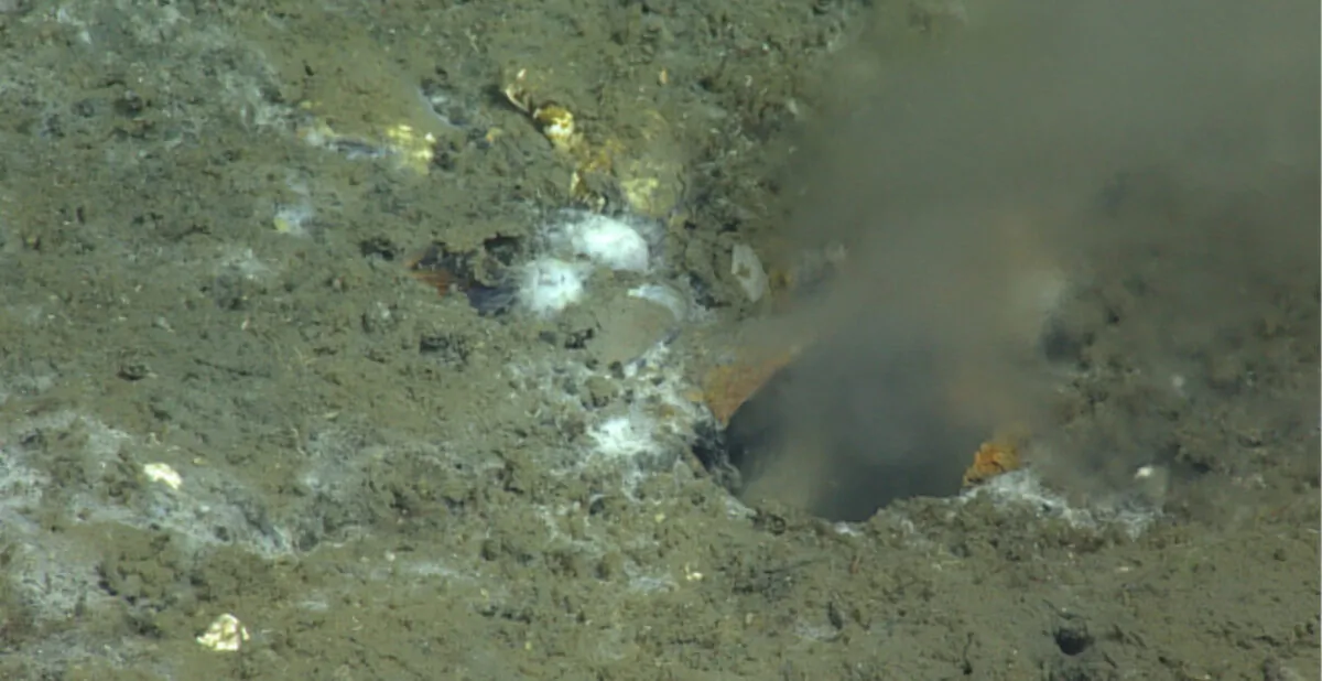 This image taken by underwater robot in 2015 shows Pythia’s Oasis, a warm, high-discharge, water-dominated seafloor seep on the Central Oregon margin of the United States. (University of Washington)