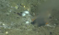 A Leak on Pacific Ocean Floor May Be Source of Earthquake, Scientists Say