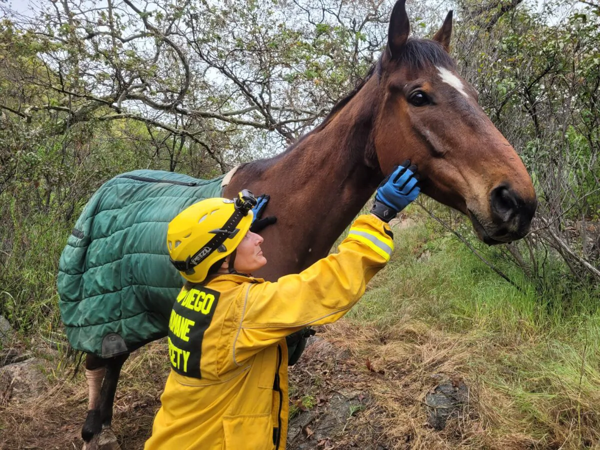 Emergency crews and animal-welfare workers rescued eight-year-old Dobby that slipped and fell off a trail near state Route 94 in the eastern San Diego County back country on April, 17, 2023. (Courtesy of San Diego Humane Society)