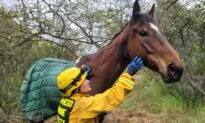 Horse Rescued Following 100-Foot Fall Down San Diego Hillside