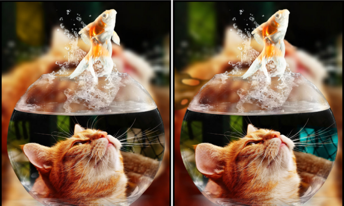 Spot the Difference Daily – Can You Find the 10 Differences?