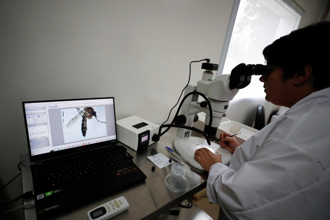 Technician Marianela Garcia Alba, 39, looks at an Aedes aegypti mosquito under a microscope at the CNEA (National Atomic Energy Commission), in Ezeiza, in the outskirts of Buenos Aires, Argentina, on April 12, 2023. (Courtesy of Agustin Marcarian)