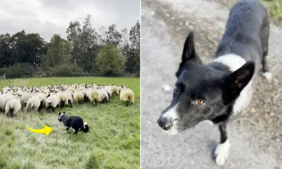 VIDEO: Missing Injured Sheepdog Who Had His Leg Amputated Gets Happily Back to Work