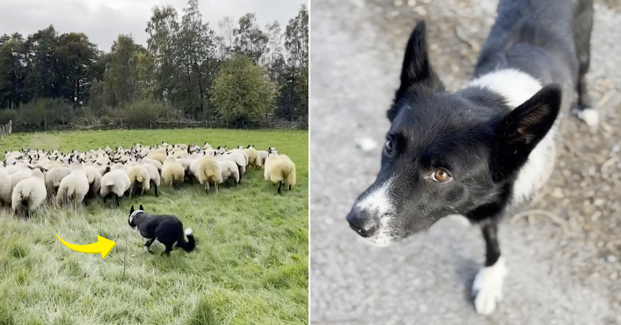 NextImg:VIDEO: Missing injured sheepdog who had his leg amputated gets happily back to work