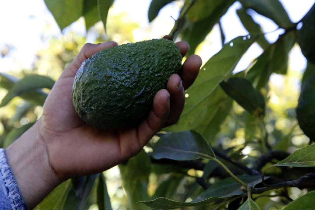 Avocado has high nutritional value. It helps reduce the risk of cardiovascular disease and minimizes the body's inflammatory response and oxidation, improving intestinal health. (Ulises Ruiz/Getty Images)