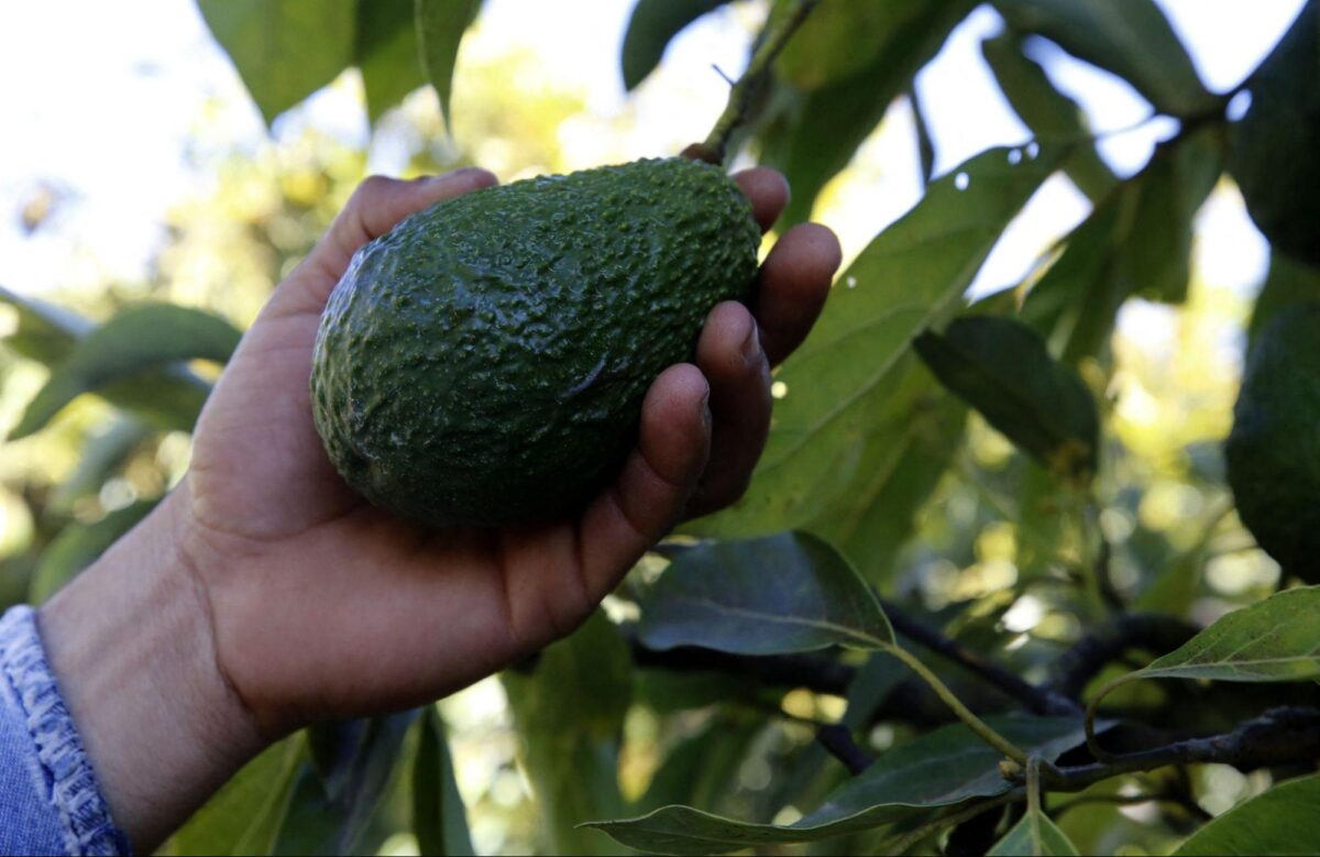 NextImg:Boost Your Cardiovascular Health With This Delicious Fruit