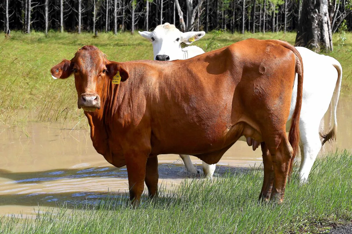 Cattle in Lismore, New South Wales state, in Australia on March 1, 2022. (Saeed Khan/AFP via Getty Images)