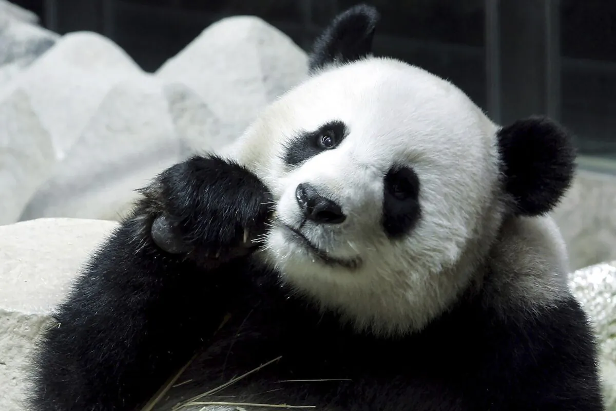 Lin Hui, a female Panda on a 10-year loan from China, eats bamboo at the Chiang Mai Zoo in Chiang Mai province, northern Thailand, on Sept. 23, 2005. (Apichart Weerawong/AP Photo)