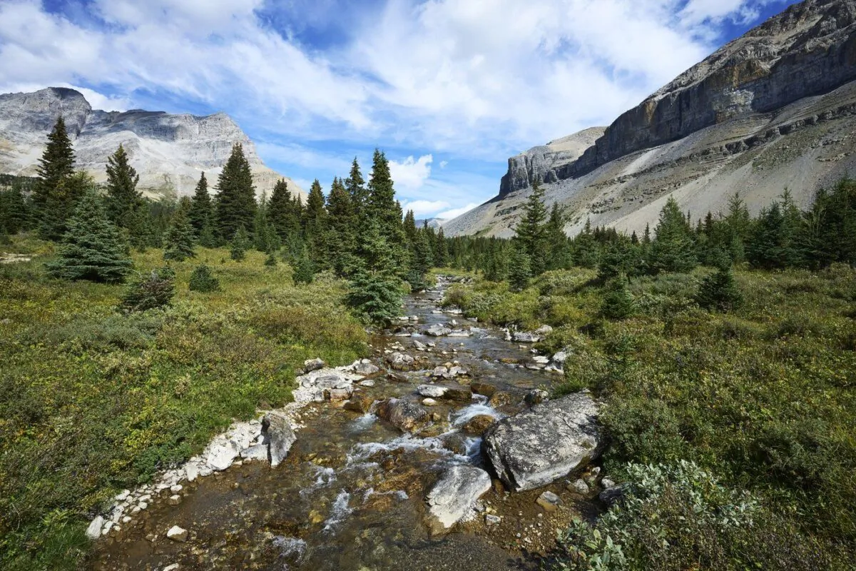 A stream from Hidden Lake in Banff National Park where researchers are reintroducing the native cutthroat trout near Lake Louise on Sept 1, 2022. (The Canadian Press/Todd Korol)
