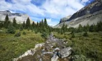 ‘Reckless’: Alberta Judge Fines BC Man $6,000 for Catching Trout in National Park