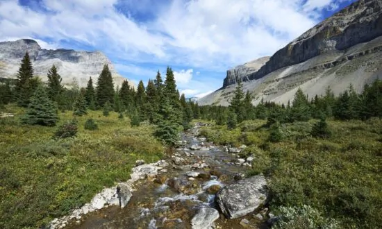 ‘Reckless’: Alberta Judge Fines BC Man $6,000 for Catching Trout in National Park
