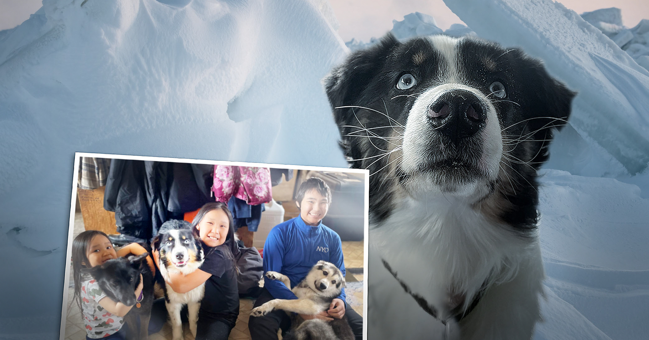 NextImg:Australian shepherd pet treks 150 miles across Bering Sea ice—returned to home in Alaska after month